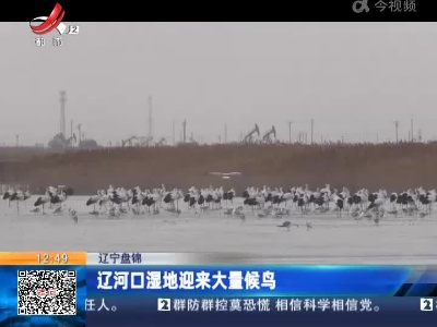 辽宁盘锦：辽河口湿地迎来大量候鸟