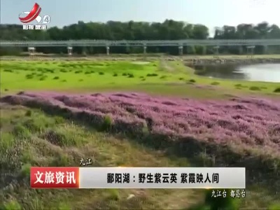 鄱阳湖：野生紫云英 紫霞映人间