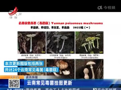 云南常见毒菌挂图更新