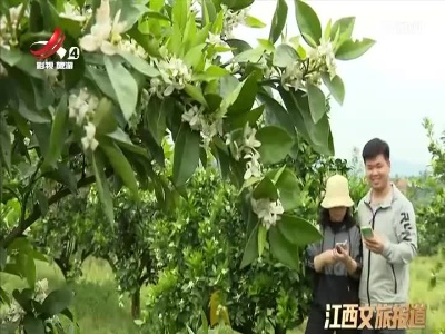 吉安万安：山乡蜜柚花开正热闹