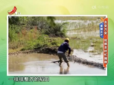 春暖花开——吉安万安·抢抓农时忙抛秧