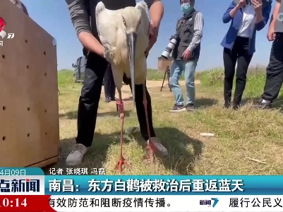 南昌：东方白鹳被救治后重返蓝天