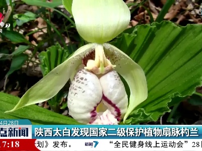 陕西太白发现国家二级保护植物扇脉杓兰