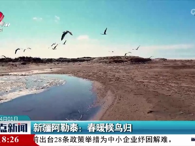 新疆阿勒泰：春暖候鸟归