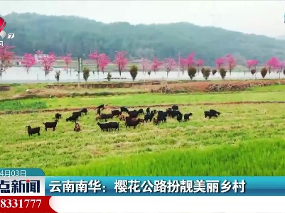 云南南华：樱花公路扮靓美丽乡村