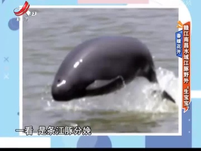 春暖花开——赣江南昌水域江豚野外“生宝宝”
