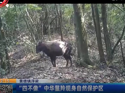 景德镇浮梁：“四不像”中华鬣羚现身自然保护区