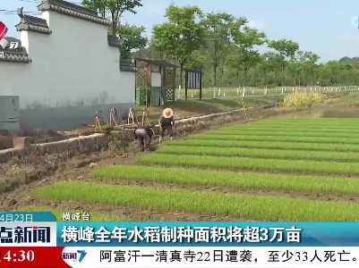 横峰全年水稻制种面积将超3万亩