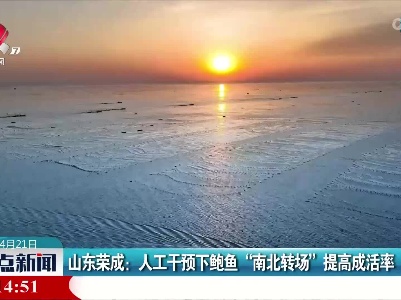 山东荣成：人工干预下鲍鱼“南北转场”提高成活率