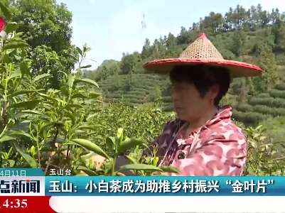 玉山：小白茶成为助推乡村振兴“金叶片”