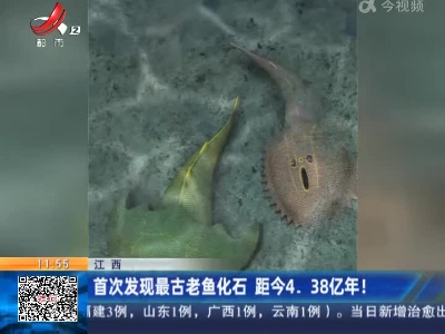 江西：首次发现最古老鱼化石 距今4.38亿年！