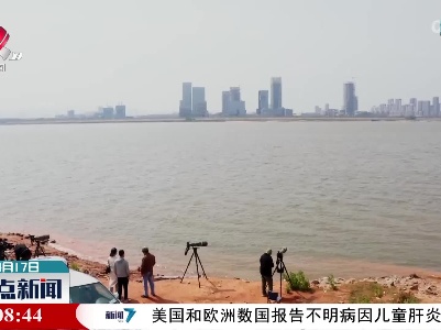 野保志愿者抓拍到南昌扬子洲水域江豚野外产仔