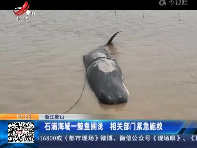 浙江象山：石浦海域一鲸鱼搁浅 相关部门紧急施救