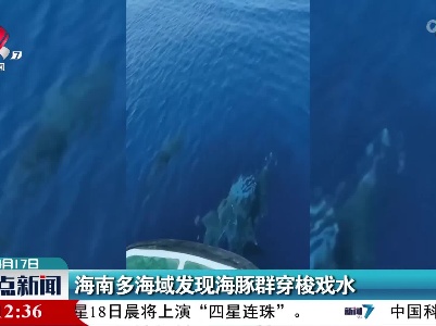 海南多海域发现海豚群穿梭戏水