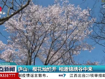 庐山：樱花灿烂开 相邀锦绣谷中来