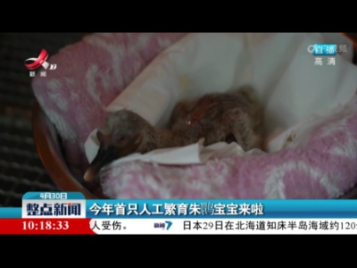 今年首只人工繁育朱鹮宝宝来啦
