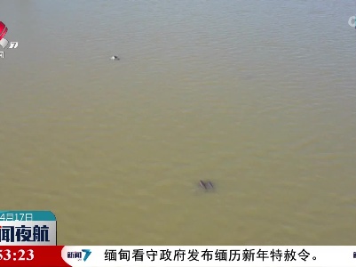 野保志愿者抓拍到南昌扬子洲水域江豚野外产仔