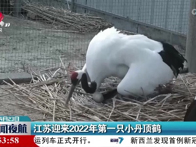江苏迎来2022年第一只小丹顶鹤