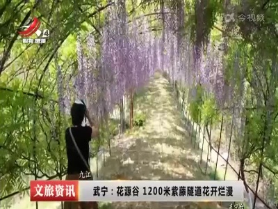 武宁：花源谷1200米紫藤隧道花开烂漫