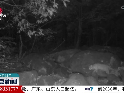 庐山国家级自然保护区红外相机拍到豹猫行踪