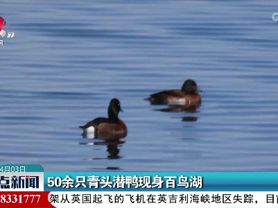 50余只青头潜鸭现身百鸟湖