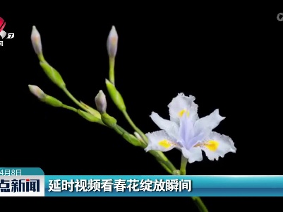 延时视频看春花绽放瞬间