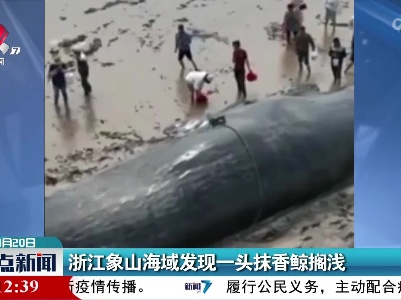浙江象山海域发现一头抹香鲸搁浅