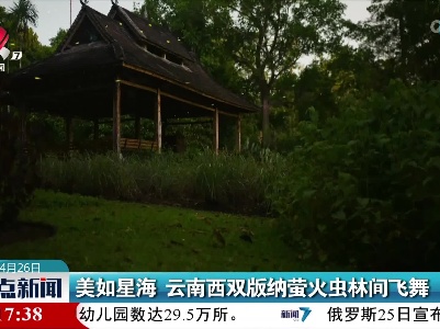 美如星海 云南西双版纳萤火虫林间飞舞