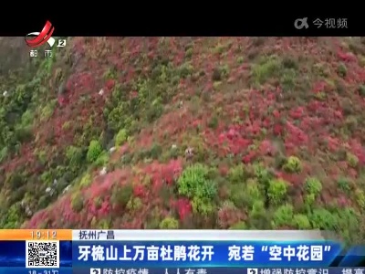 抚州广昌：牙梳山上万亩杜鹃花开 宛若“空中花园”