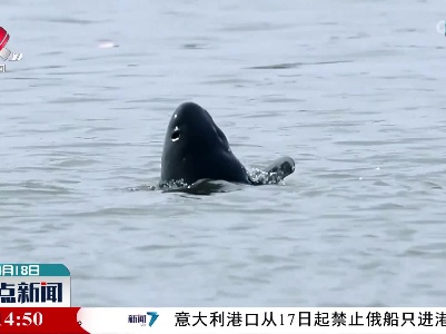 野保志愿者抓拍到南昌扬子洲水域江豚野外产仔