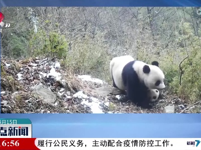 红外相机给熊猫崽拍了个“微综艺”
