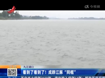 九江湖口：看到了看到了！成群江豚“同框”