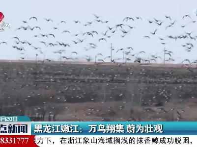 黑龙江嫩江：万鸟翔集 蔚为壮观