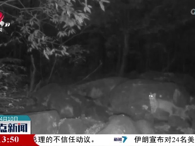 庐山国家级自然保护区红外相机拍到豹猫行踪