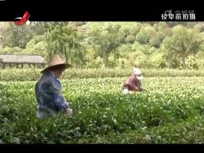 稻花香里20220408 乡村振兴进行时——001号有机标准茶园的秘密