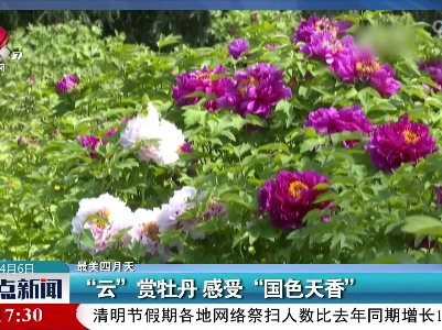【最美四月天】“云”赏牡丹 感受“国色天香”