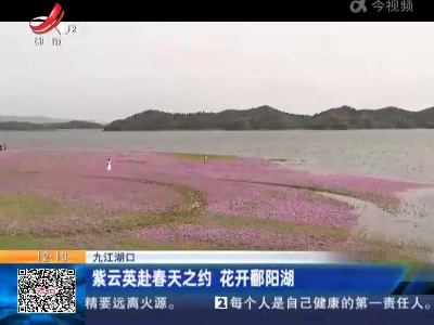 九江湖口：紫云英赴春天之约 花开鄱阳湖