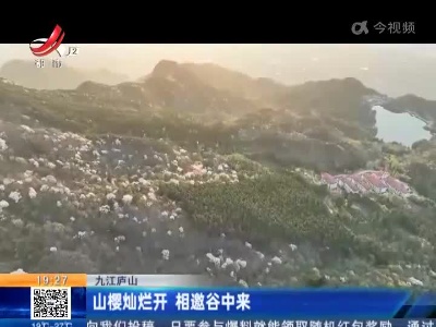 九江庐山：山樱灿烂开 相邀谷中来