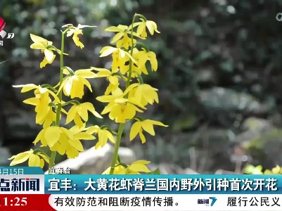 宜丰：大黄花虾脊兰国内野外引种首次开花