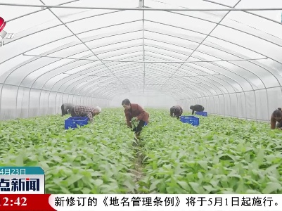 永丰：蔬菜大丰收 保供又增收