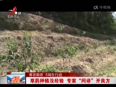 【帮农助农 5哥在行动】草药种植没经验 专家“问诊”开良方
