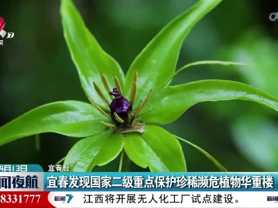 宜春发现国家二级重点保护珍稀濒危植物华重楼