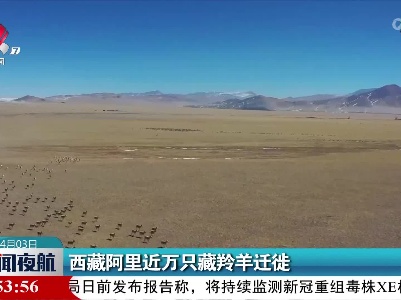 西藏阿里近万只藏羚羊迁徙