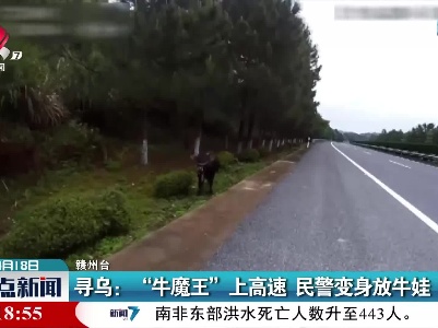寻乌：“牛魔王”上高速 民警变身放牛娃