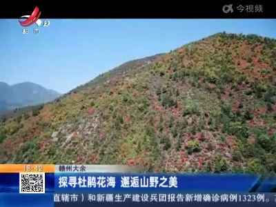 赣州大余：探寻杜鹃花海 邂逅山野之美