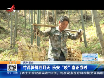 抚州乐安：竹茂笋鲜四月天 乐安“咬”春正当时