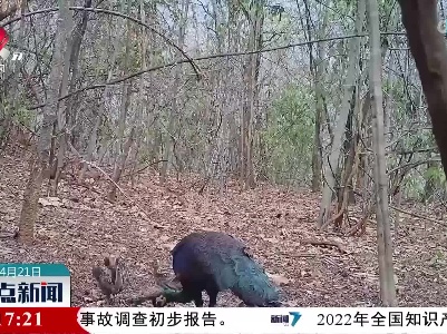 国家一级保护动物绿孔雀宝宝向妈妈展示开屏技能