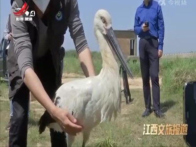 江西文旅报道20220408