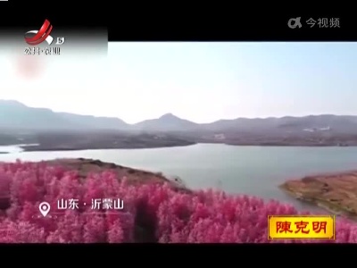 花开如海！沂蒙山野生桃林春天盛放