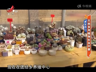养花窍门——天热多肉植物也会中暑